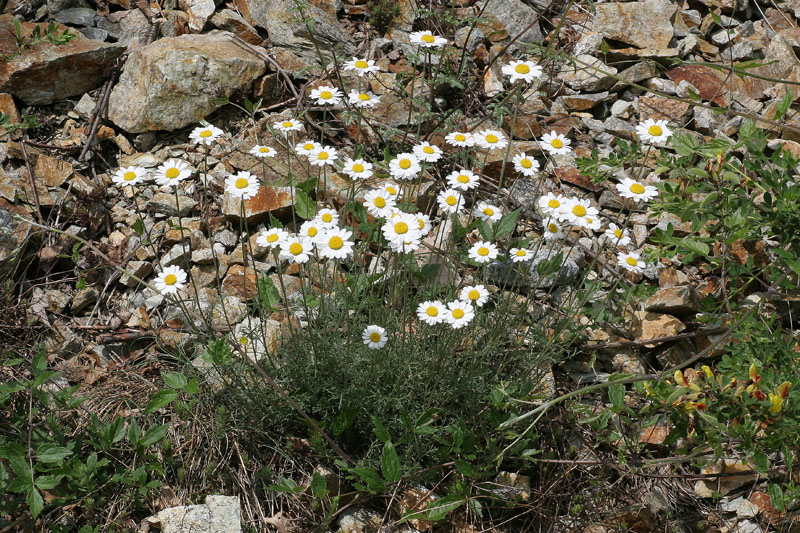 Anthemis cretica ssp. saxatilis / Camomilla montana